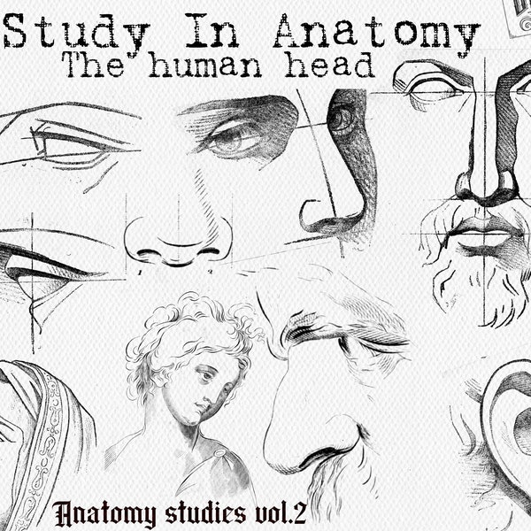 120+ anatomy references, head, face reference brush stamps for everyone interested! Perfect for artists! custom designs for Procreate