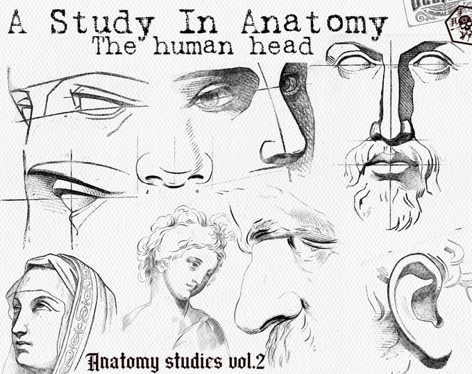 120+ anatomy references, head, face reference brush stamps for everyone interested! Perfect for artists! custom designs for Procreate