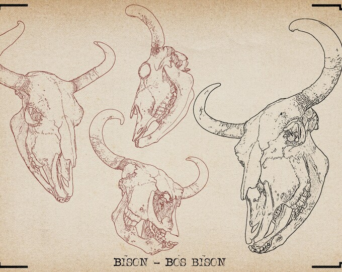 Procreate, Artist Reference Library ~ Animal skull references vol.2, original art for Procreate, artistic references, animal skulls