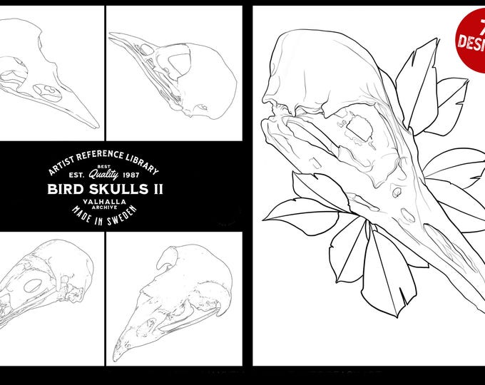 Procreate & png files - Bird Skulls Vol.2, 70 stamps / png designs, bird skull realism, skull reference folder, custom art