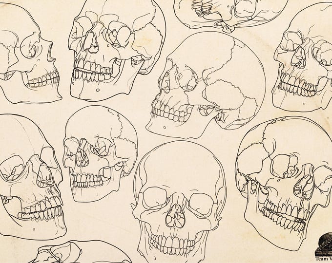 Skull stencil/reference bundle, 135 outlined skulls, tattoo stencils, skull references, procreate stamps, svg skulls, png skull references