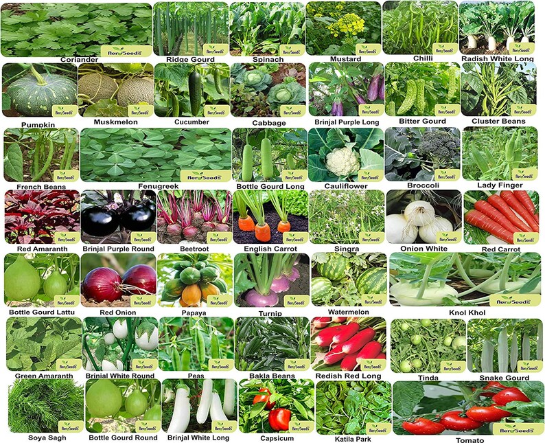 Mix Indian Vegetable Seeds Bank For Home Garden 45 Variety Etsy