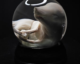 Wet Preparation in Glass Globe Pig Fetus Gothic House Scary Decor