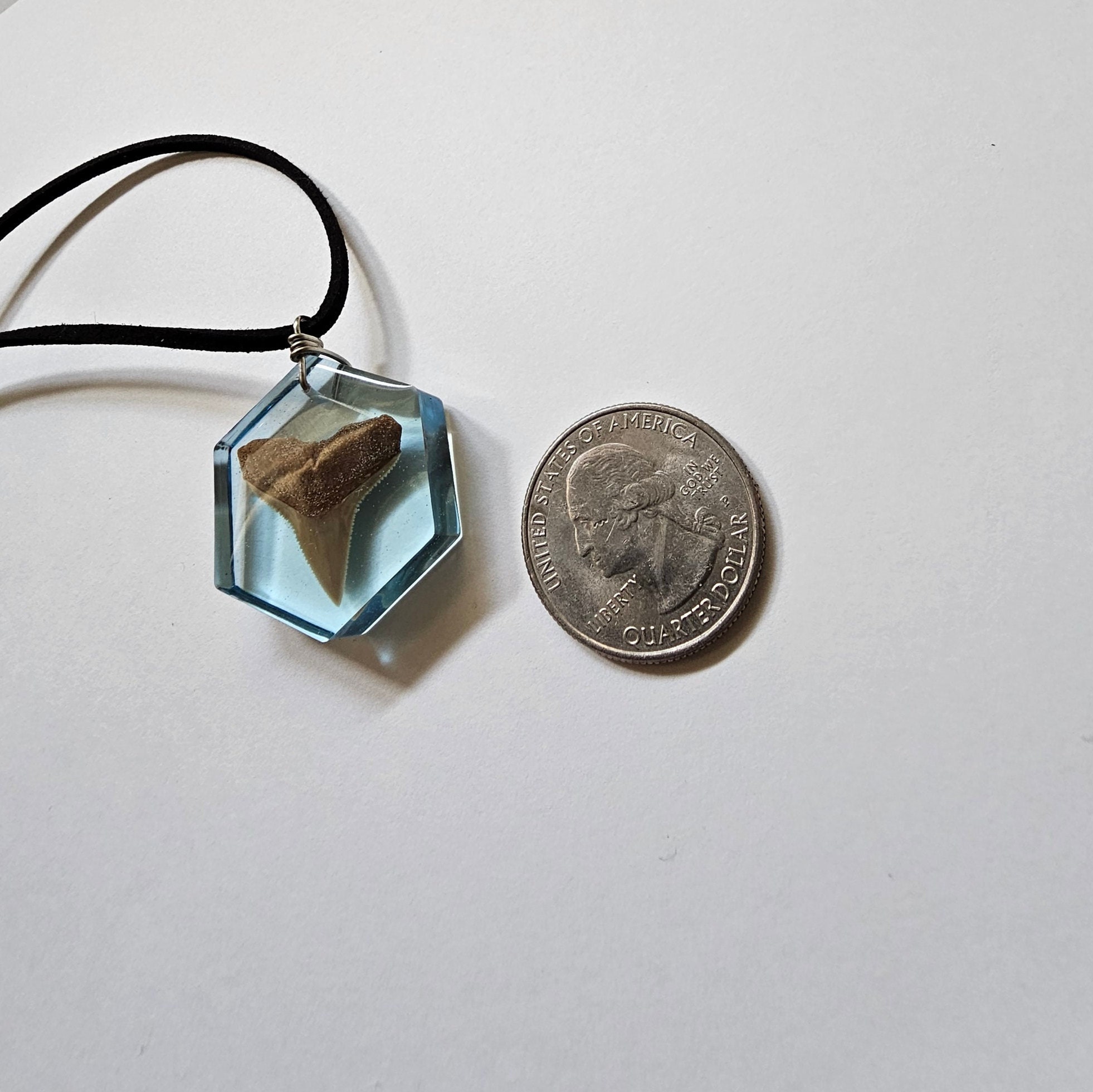 Fossilized Shark Tooth Necklace From the Shark Tooth Capital Etsy