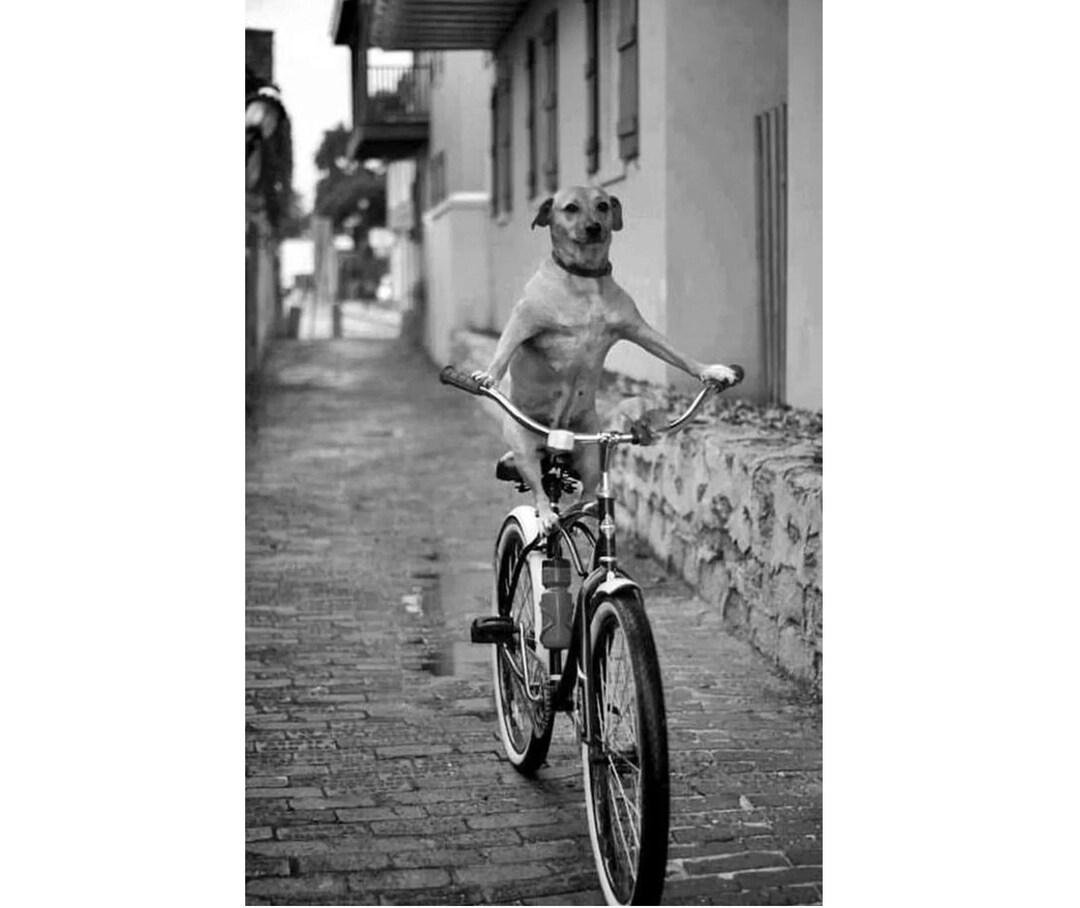 Strange Riding Bicycle Puppy Dog Riding Weird Vintage Photo Freaky Odd Strange Weird ...