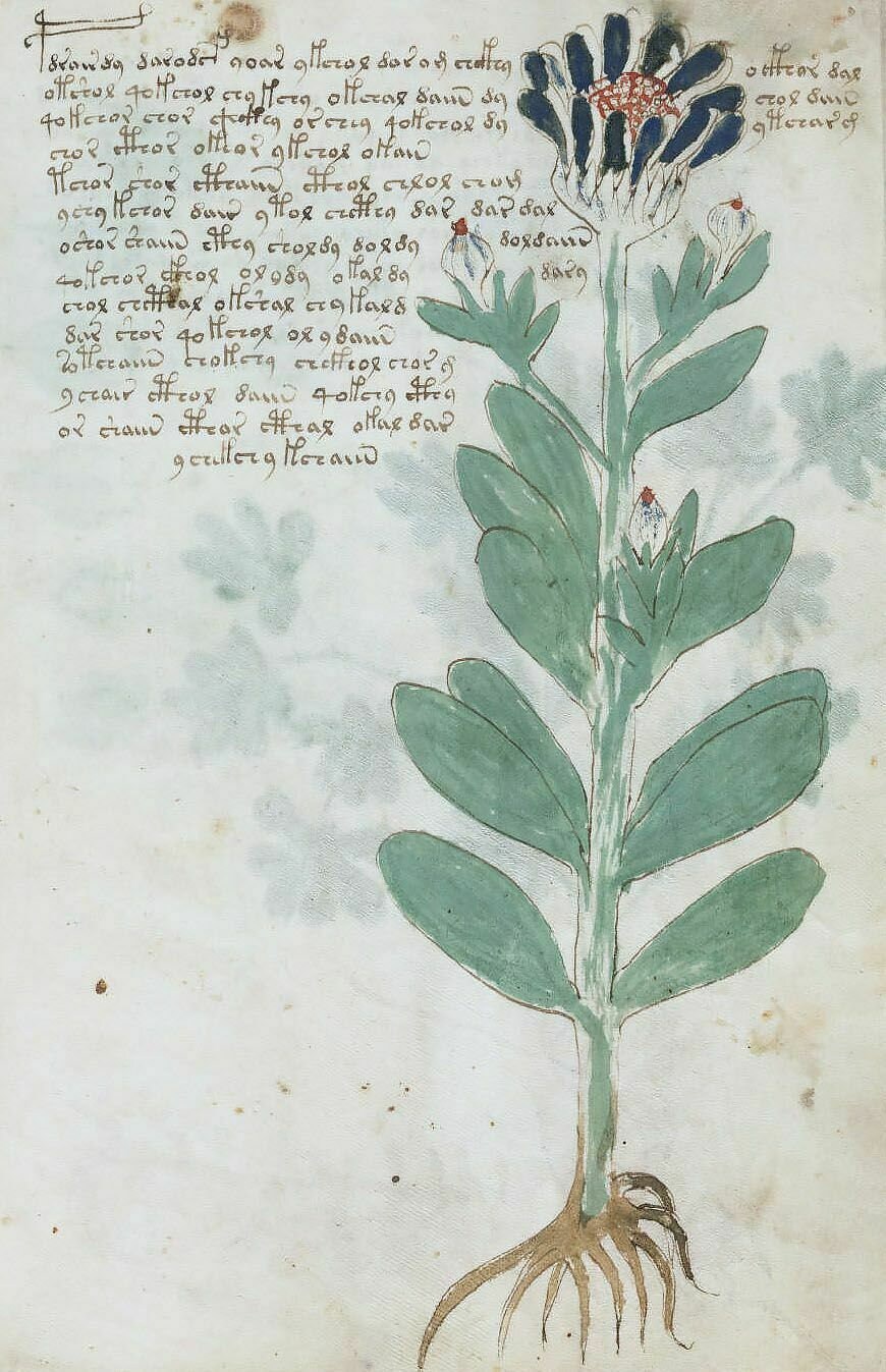 THE VOYNICH MANUSCRIPT 15th Century Undecipherable Mysterious | Etsy
