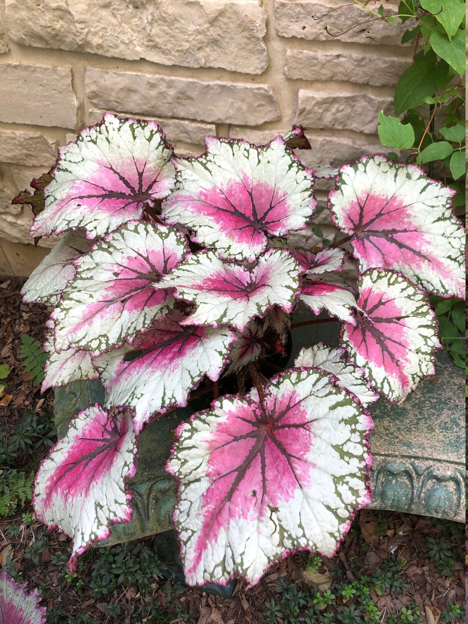 Rex Begonia Jurassic Pink Splash Etsy