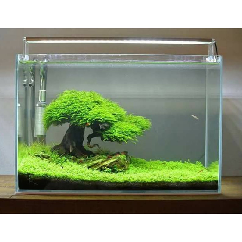 Mini Bonsai Driftwood Aquarium Decoration for fish 46810 Etsy