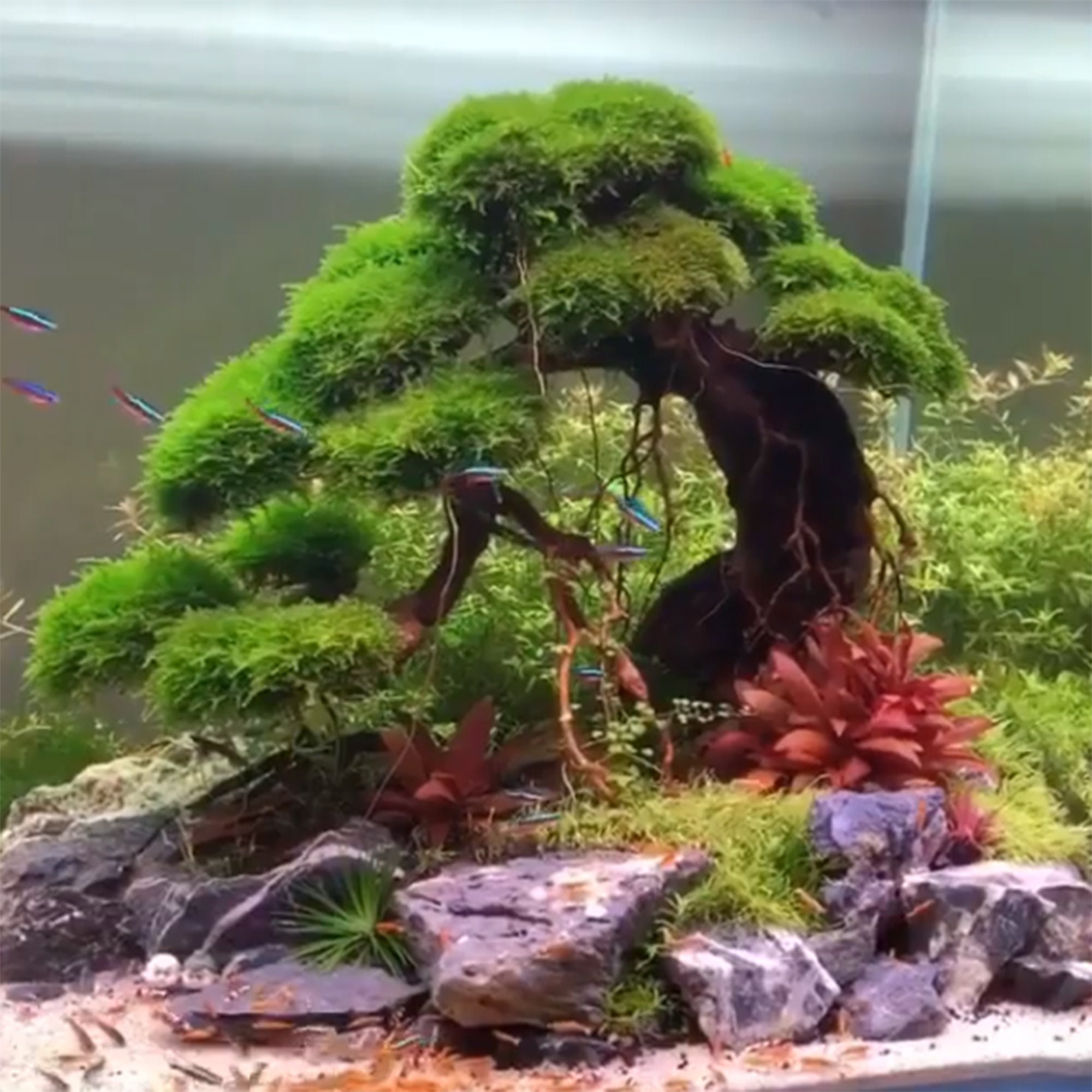 Large Aquarium Driftwood Bonsai Tree Free Shipping Large Etsy