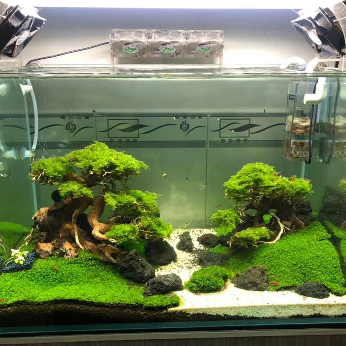 Bonsai Driftwood Aquarium Tree GH25 Driftwood Aquarium Etsy