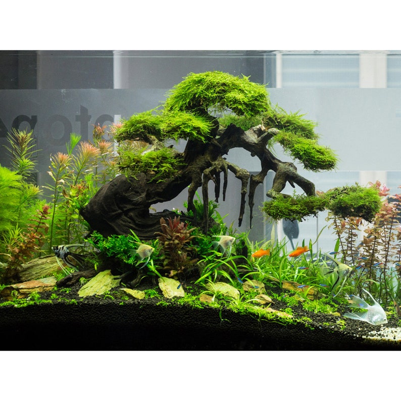 Small Bonsai Aquarium Driftwood Moss Tree GH32 Aquarium Etsy