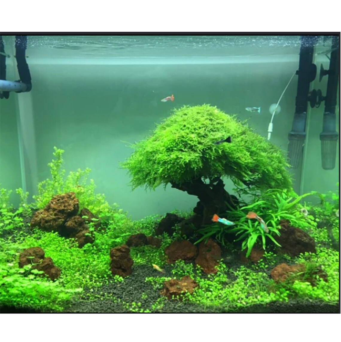 Bonsai Driftwood Aquarium bonsai tree 681012 inchs Etsy