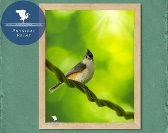 Tufted Titmouse Portrait Nature Photograph, Color Bird Photo, Physical Print, Original Wall Art for Interior Design