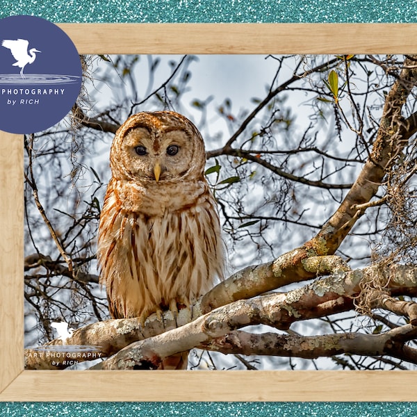 Barred Owl On a Branch, Wildlife Photography, Bird of Prey, Nature Print Owl, Bird Photo, Affordable Wall Art, Rustic Photo Art, Owl Print