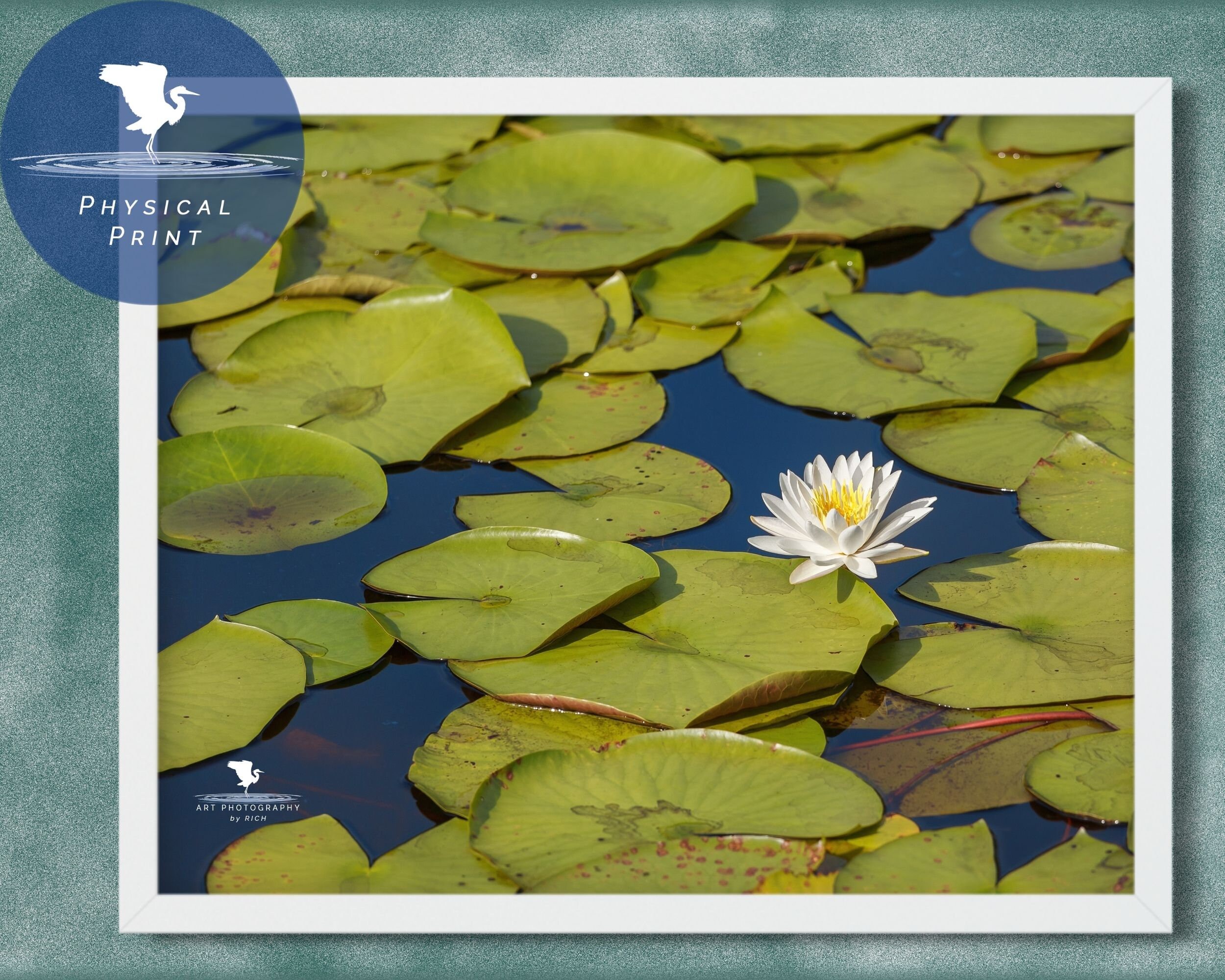 Weiße Lilie auf Teich Original Foto Wandkunst NaturFotografie Etsy.de