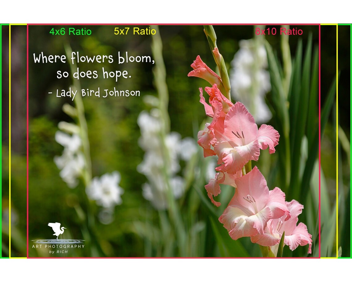 Hopeful Gladiolus original photograph with quote to download. Etsy