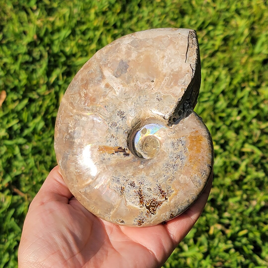 Ammonite Crystal Shell - Etsy