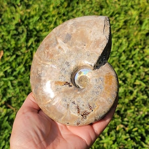 Ammonite Crystal Shell