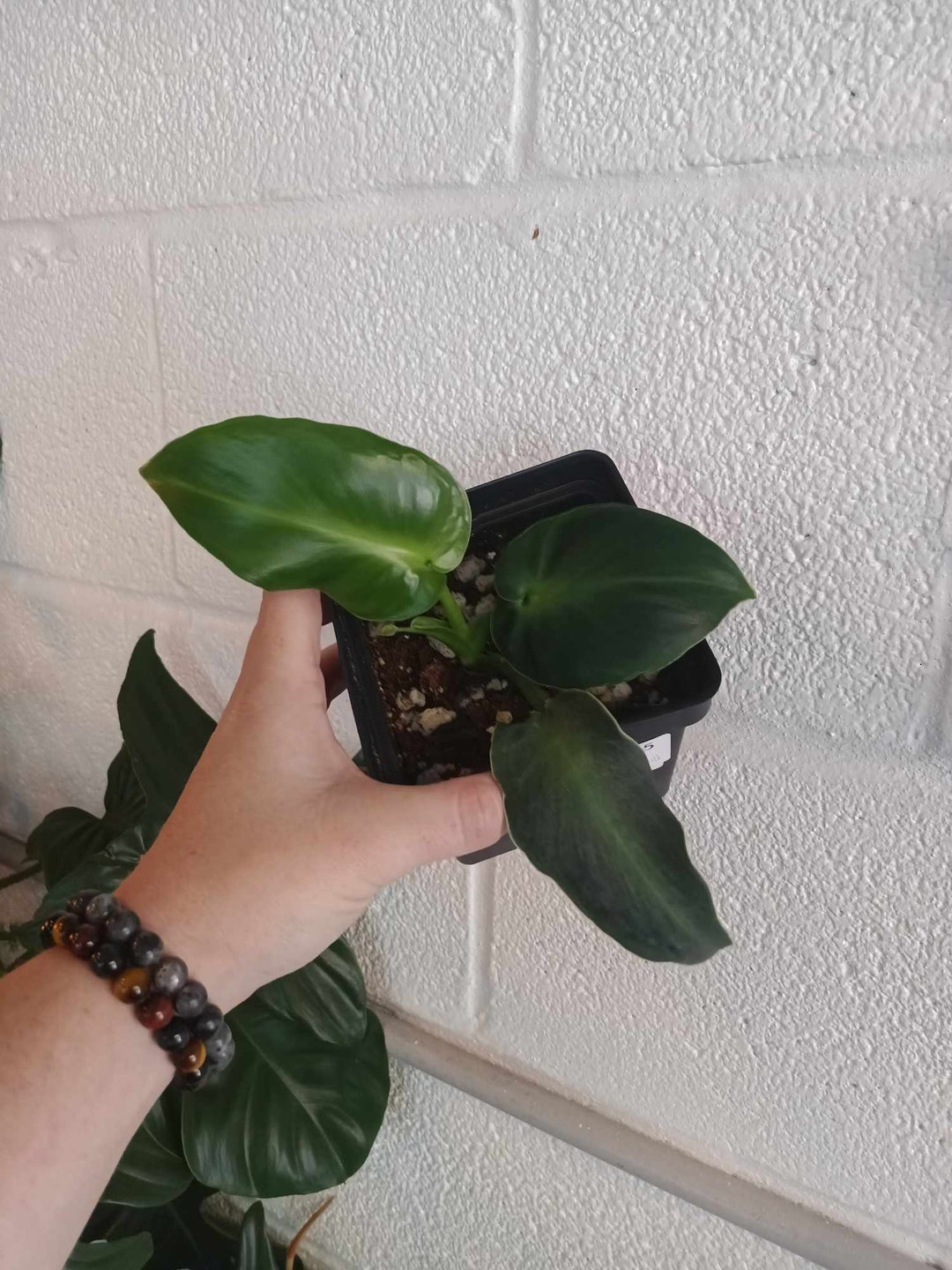 Philodendron Rugosum Aberrant Form Rare Philodendron - Etsy