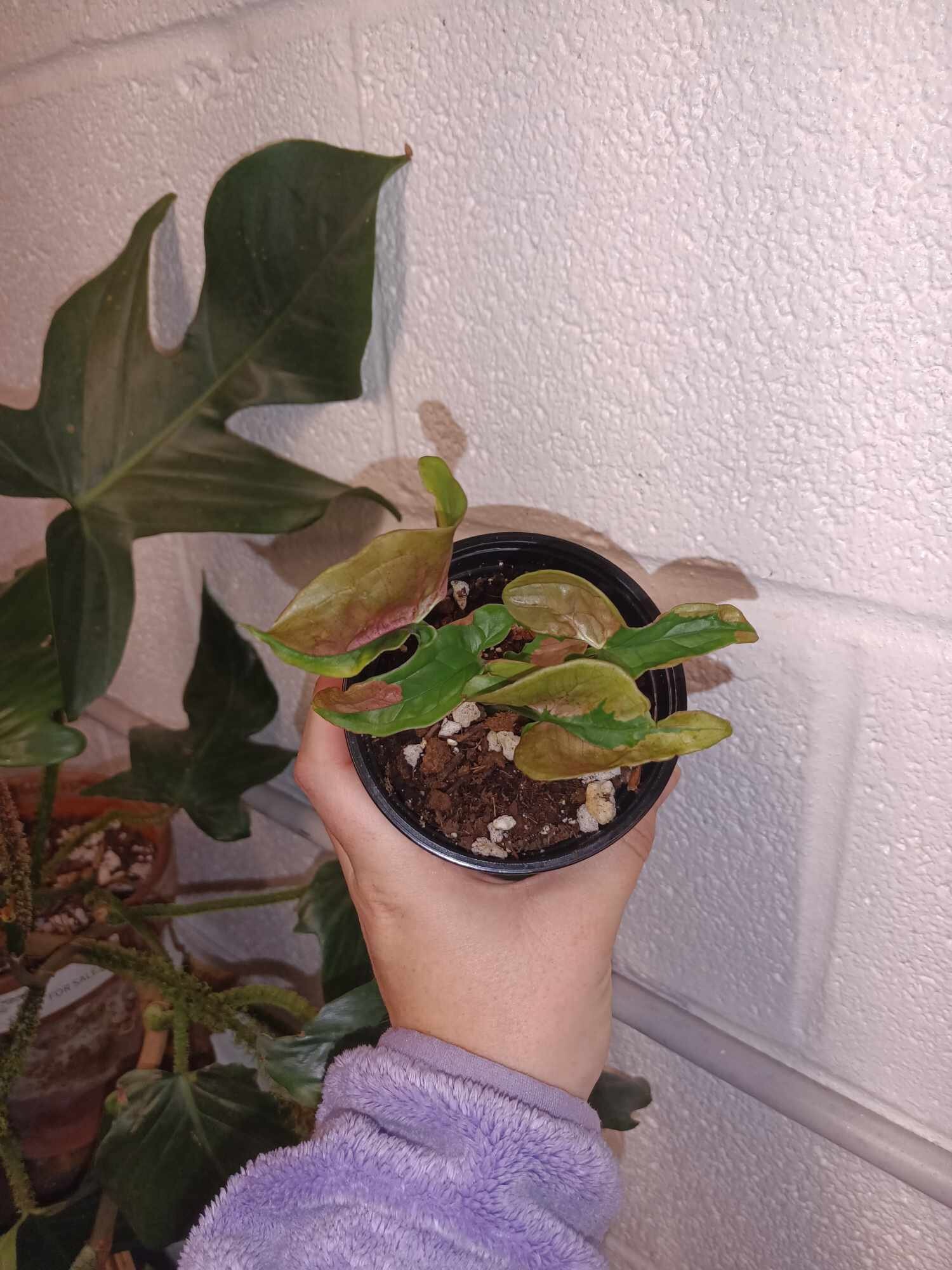 19+ Metamorphic Planting Co