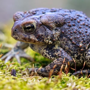 May include: A close-up of a brown and gray toad sitting on a bed of green moss. The toad has a bumpy texture and dark eyes.