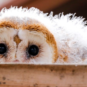 Peak-a-boo ( Young Barn Owl)