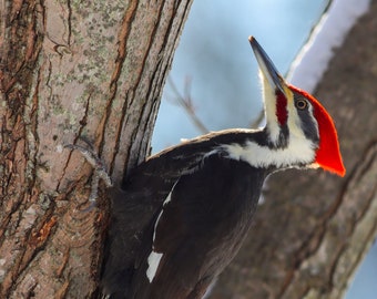 Pileated Woodpecker