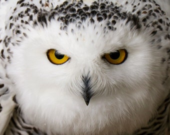 May include: Close-up of a snowy owl's face. The owl has bright yellow eyes, a black beak, and white feathers with black speckles on the head. The owl's face is centered in the frame, creating a striking image.