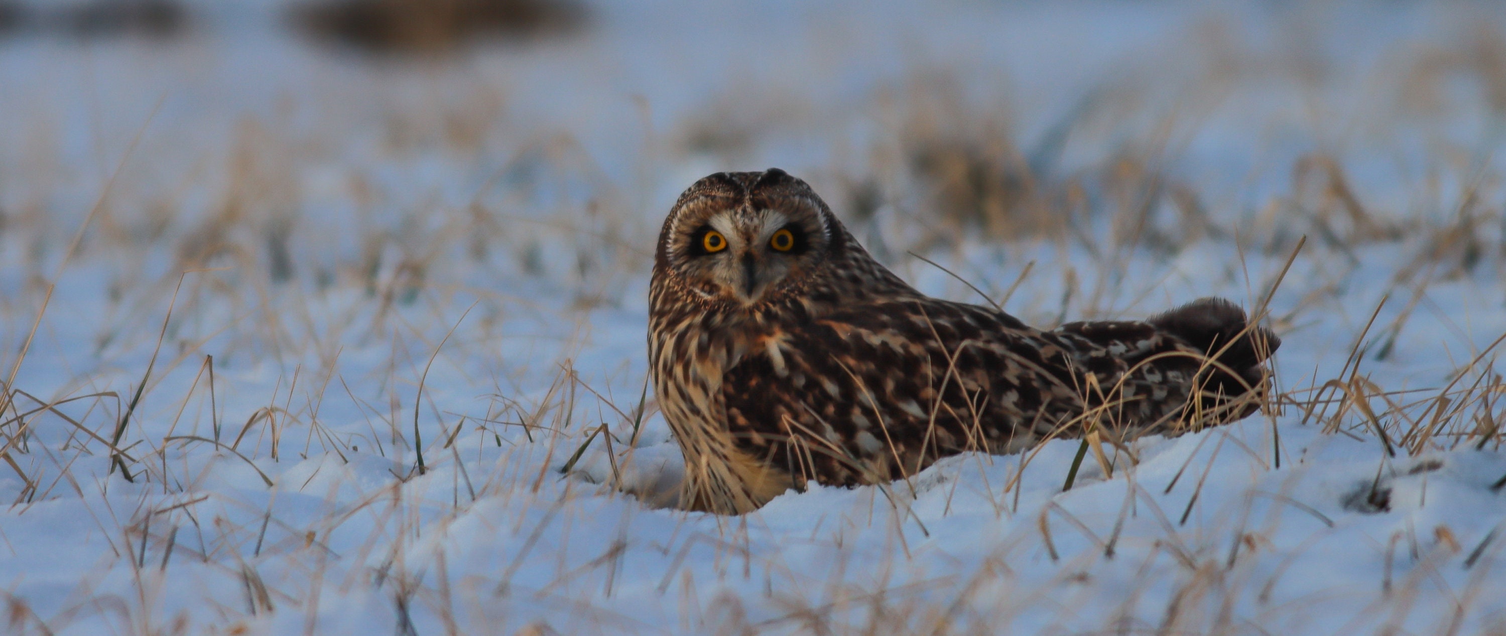 Short-eared Owl
