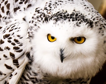 Yeti - Snowy Owl