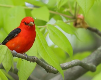 The Scarlet Tanager ( Male )