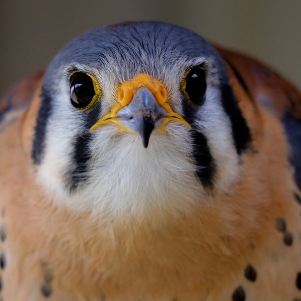 Percival - Male American Kestrel