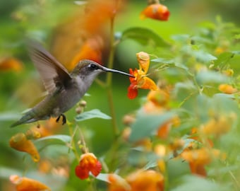 Hummingbird and Jewelweed ( Ruby-throated Hummingbird feeding on Jewelweed blooms )