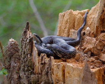 Snake Spring ( Black Rat Snake )