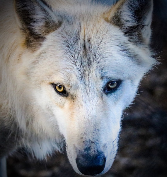 Timber Wolf Uk