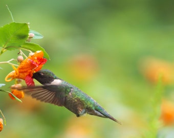 Hummingbird feeding from flower (Ruby-throated Hummingbird sips nectar from Jewelweed blossoms
