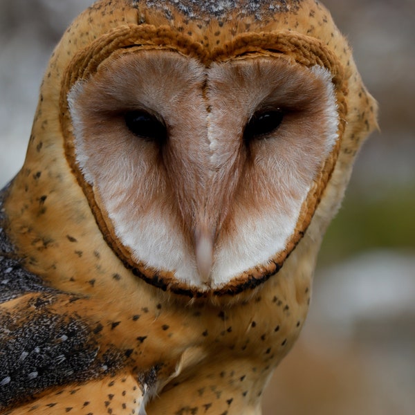 Mando - This Is the way (Barn Owl photo)