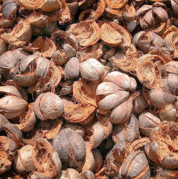 Sri Lanka Coconut Husk Chip Coco Chips Fiber Chips Flowers Etsy