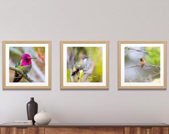 Hummingbird Photo Print Set: Anna's & Allen's, Bird Lover Gift