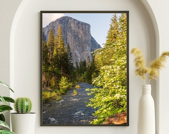 Yosemite Print: El Capitan, Spring Dogwood Blossoms, Merced River
