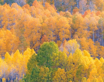Fall Landscape Photography Aspen Trees with Golden Yellow Leaves Fall Colors Fine Art Print