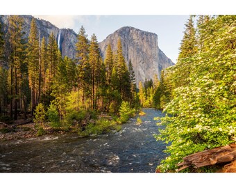 Yosemite Valley Print: El Capitan, Dogwood Blossoms, Merced River