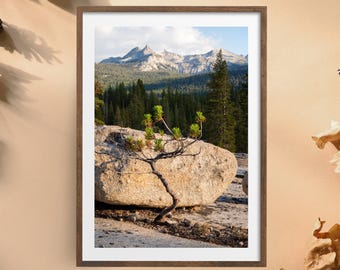 Yosemite Print: Tuolumne Meadows Bonsai, Cathedral Range Sunset