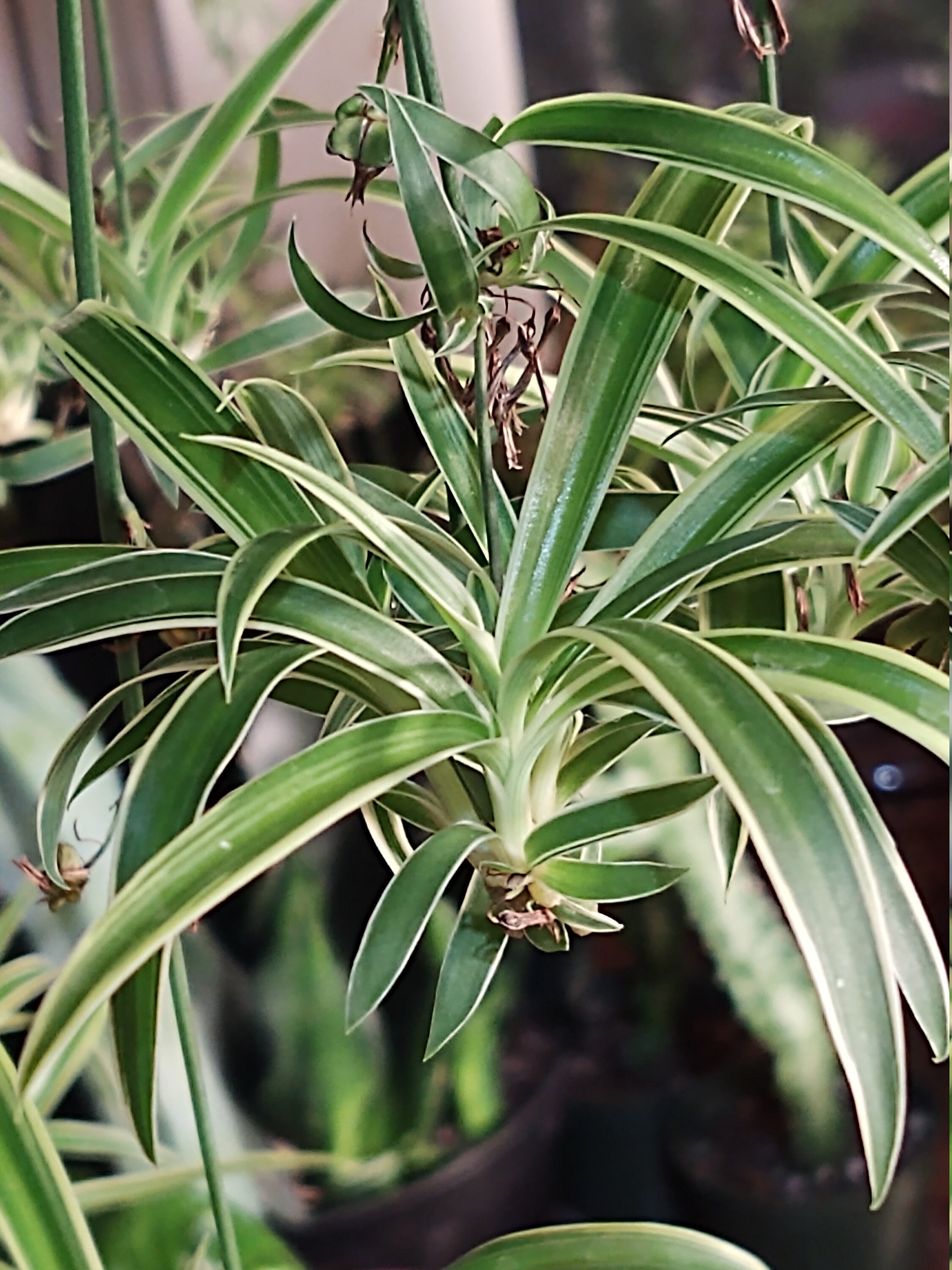 Spider Plant Variegatum Cutting Home & Hobby Gardening & Plants