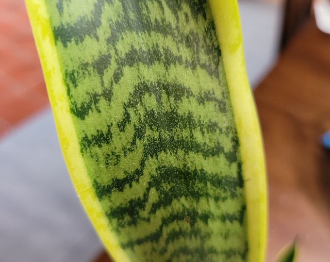 Variegated Snake Plant, Sansevieria trifasciata 'Laurentii', 4" potted plant, variegated Mother-In-law's Tongue
