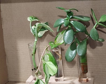 Handmade Wooden Plant Propagation Station, Oak or Poplar Base, Bud Vase