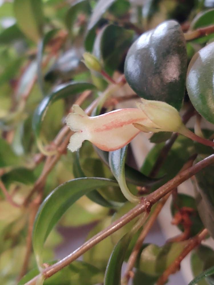 Goldfish Plant for sale Only 4 left at 65