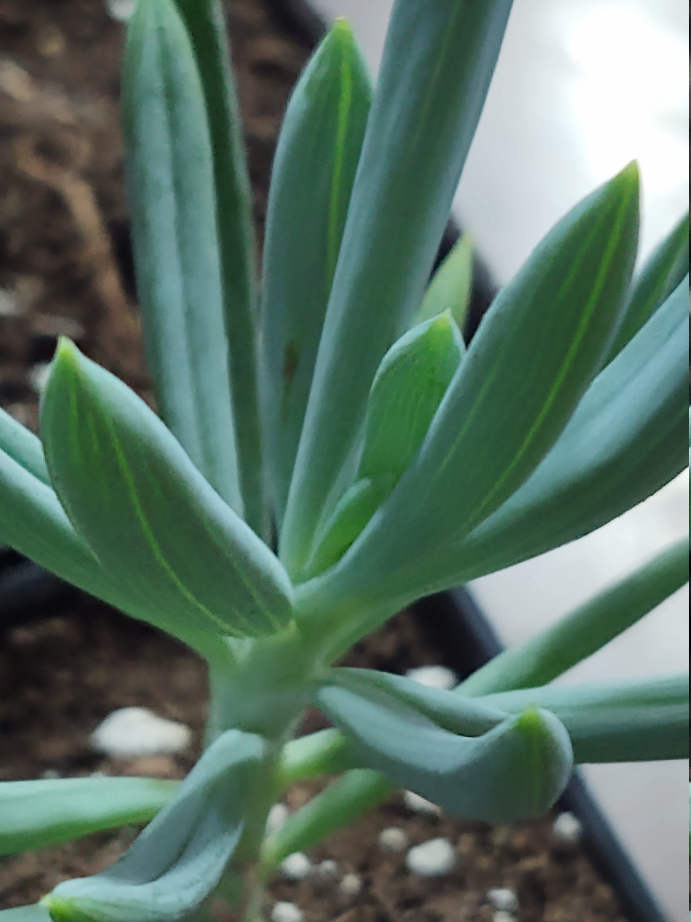 curio repens curio repens