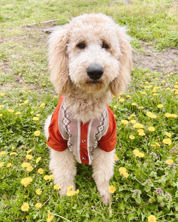 Guayabera for cheap dogs