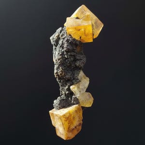 May include: A mineral specimen featuring a dark gray matrix with several golden-yellow fluorite crystals. The crystals have a cubic shape and vary in size, with the largest at the top. The background is a solid black.